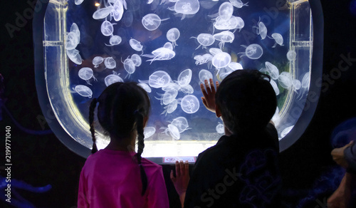 Asian Child Looking at Fish Tank in Aquarium