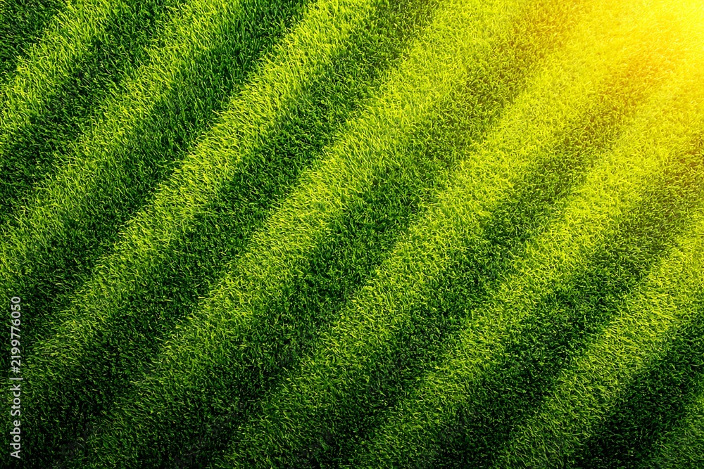 Obraz premium Grass background Sunny landscape view of a large patch of some freshly cut, healthy, green grass mowed in a checkerboard pattern.