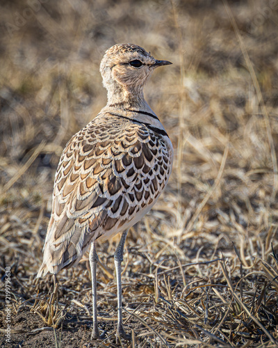 Obraz na płótnie A Double-banded Courser (Smutsornis africanus) pauses on the ground at the Khama