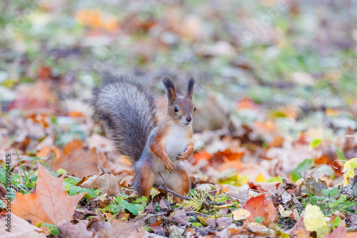 A fluffy squirrel standing on its hind legs amidst fallen leaves in an autumn park.