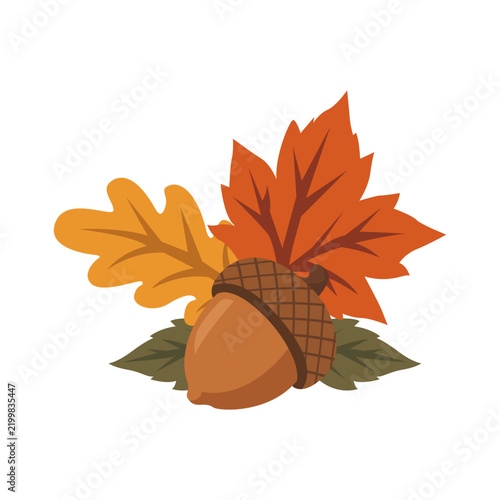 Autumn acorn and maple leaf cluster with warm seasonal foliage for harvest decoration and fall themed creative projects