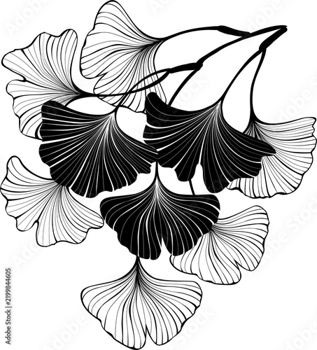 Small ginkgo biloba branch