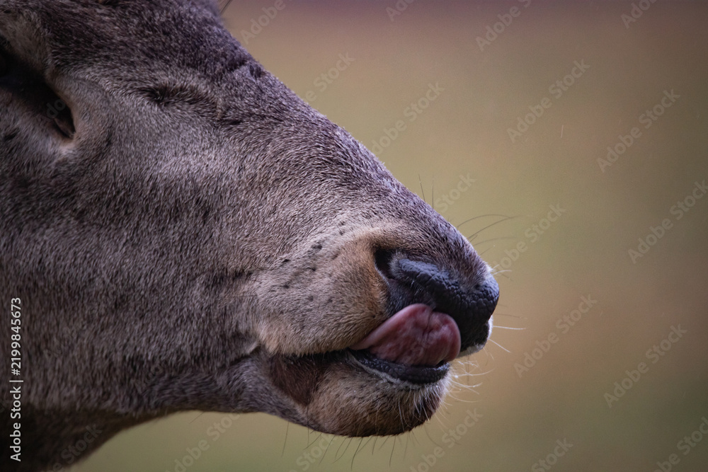 Obraz premium Deer nose close-up