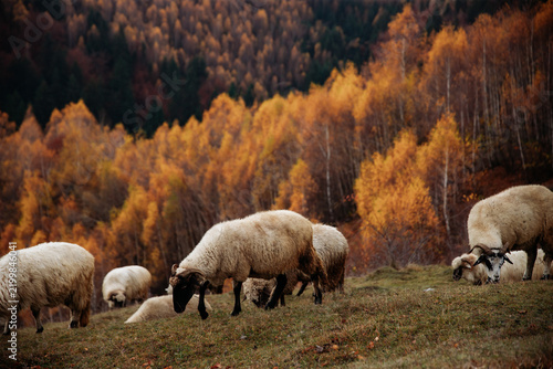 Flock of lamb and sheep grazing on a hill in autumn