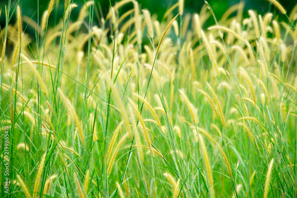Obraz premium Close-up of lush green grass with yellow flowering seed heads in sunlight