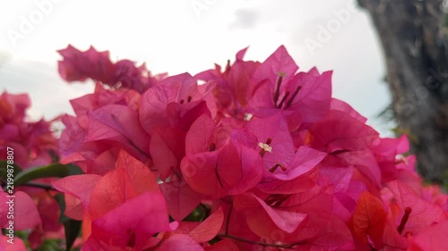 Red Bougainvillea flower background, bunga Bougenville merah asia. Pink. close up view, low angle, bottom. Bougenville flowers are also called paper flowers because the texture of the flower sheath