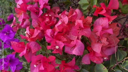 Red and purple Bougainvillea flowers background, bunga Bougenville merah dan ungu asia. Pink. purple, voilet, lilac. close up view, top, high angle, above, flat lay. 