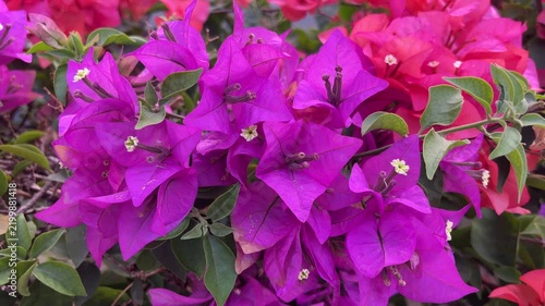 Red and purple Bougainvillea flowers background, bunga Bougenville merah dan ungu asia. Pink. purple, voilet, lilac. close up view. Bougenville flowers are also called paper flowers