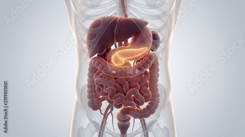 3D Illustration of Human Digestive System with Highlighted Pancreas and Internal Organs Anatomy