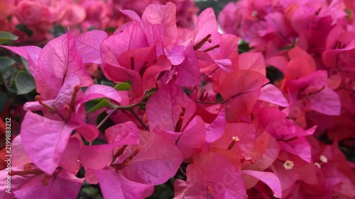 Red Bougainvillea flower background, bunga Bougenville merah asia. Pink. close up view, low angle, bottom. Bougenville flowers are also called paper flowers 