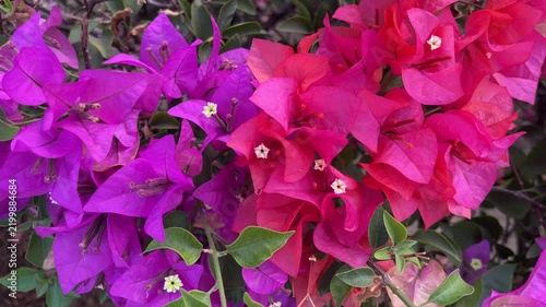 Red and purple Bougainvillea flowers background, bunga Bougenville merah dan ungu asia. Pink. purple, voilet, lilac. close up view, top, high angle, above, flat lay. 