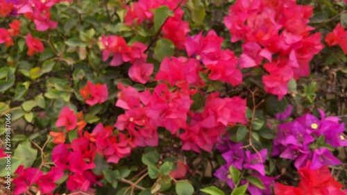 Red and purple Bougainvillea flowers background, bunga Bougenville merah dan ungu asia. Pink. purple, voilet, lilac. close up view, top, high angle, above, flat lay. blur, blurry, blurred, bokeh