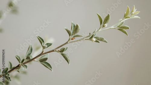 Delicate green plant stem with small leaves against soft background