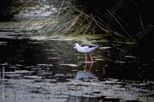 Ornithology. A Black-winged Stilt (himantopus himantopus) foraging in a wetland. Bird, animal idea concept. Black-winged Stilt pauses in marsh during autumn migration.