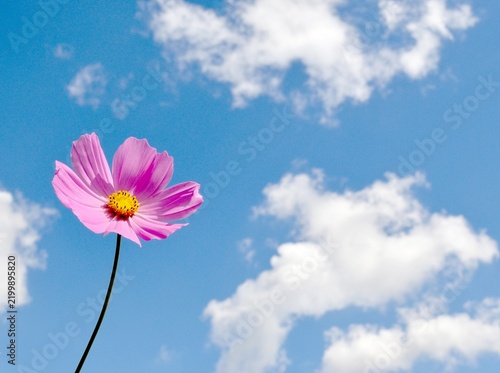 コスモスの花