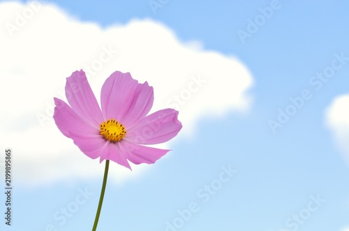 コスモスの花