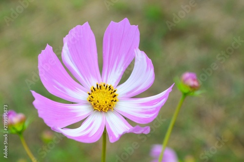 コスモスの花のクローズアップ