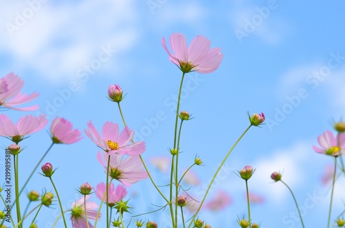コスモスの花