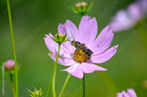 コスモスの花とハナバチ