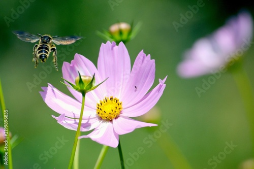 コスモスの花とハナバチ