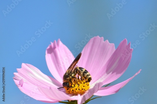 コスモスの花とハナバチ