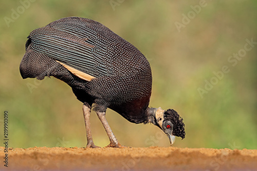 A southern crested guineafowl (Guttera edouardi) feeding in natural habitat, South Africa