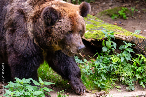 Brown Bear Walking Through Lush Green Vegetation