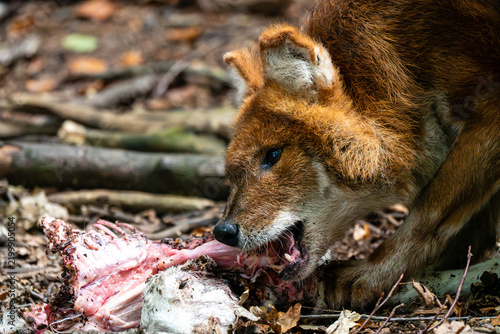 Wild Canid Feeding on Raw Meat