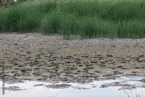 Cracked Muddy Ground with Water Puddles and Green Grass in a Rural Wetland Landscape.