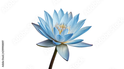 Bild auf Leinwand Beautiful bright blue water lily lotus flower blossom isolated on transparent background