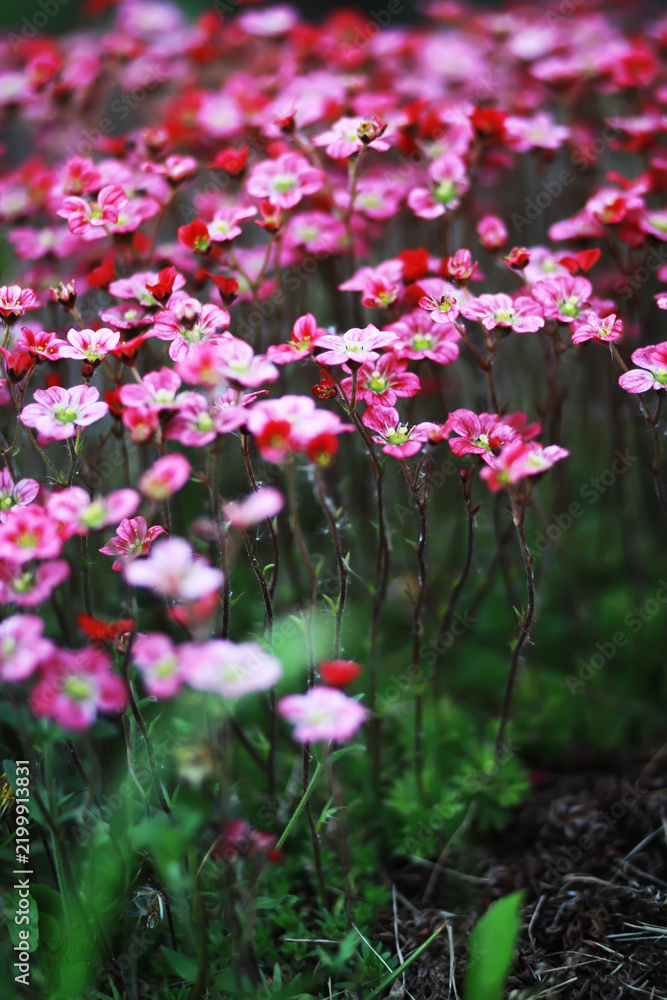 Fototapeta premium Spring bloom. The first flowers against the background of green spring.