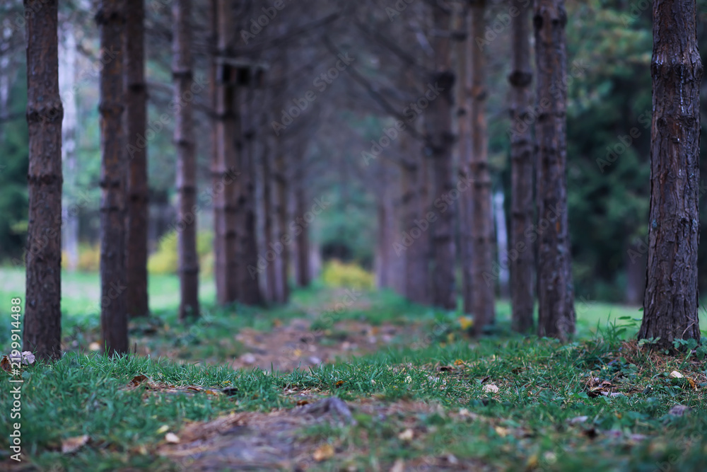 Obraz premium Beautiful autumn park. Russian North. Autumn trees and leaves. Autumn Landscape.Park in Autumn. Forest in Autumn.