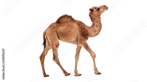 Foto Single brown camel standing isolated on transparent background