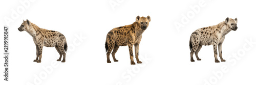 Foto Set of Three Spotted Hyenas in Different Poses Isolated on White Background Wild