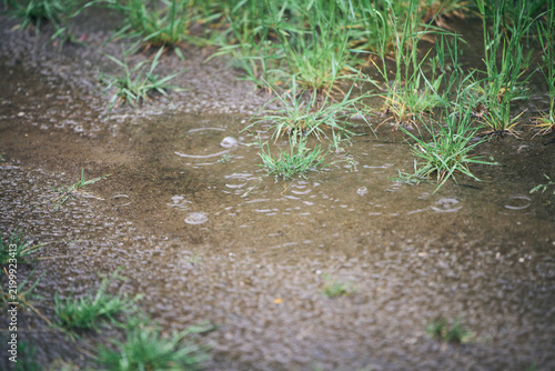 Fotografie Saturated ground with standing rainwater puddles