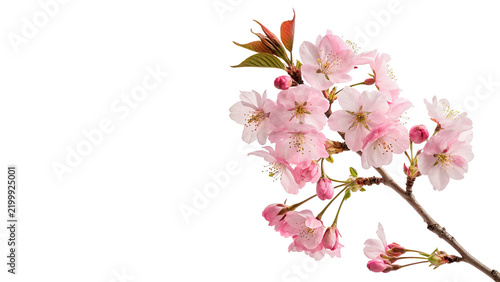 Beautiful blooming pink cherry blossom sakura branch isolated on transparent background.