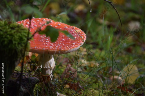 Foto Fly agaric in moss and grass
