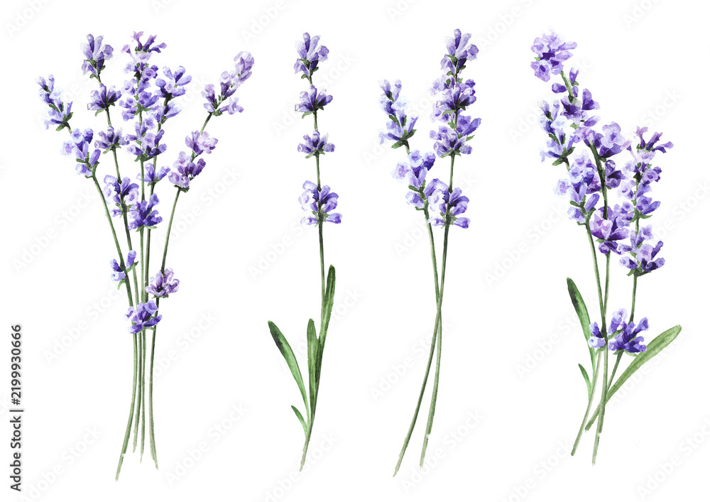 Obraz premium Lavender flower set. Original Hand drawn watercolor illustration isolated on white background