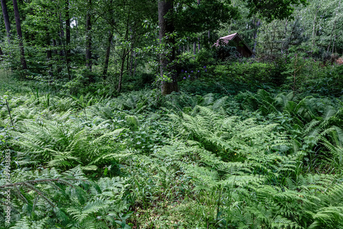 Dense forest floor covered in lush green ferns with a small cabin in the background