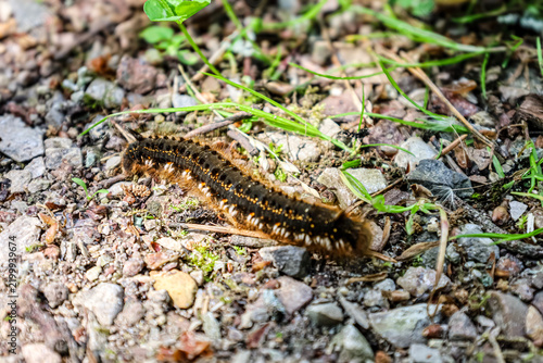 Close-up of a fuzzy caterpillar with orange spots crawling on a gravel path