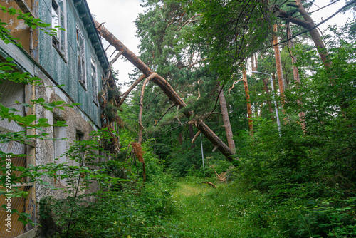A coniferous tree fell onto an abandoned two-story building after being blown down by a strong wind. Grassy courtyard, glass windows.