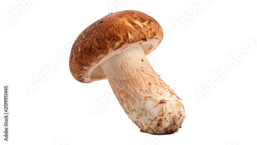 Konstfotografi Single fresh organic brown cep porcini bolete mushroom isolated on transparent background