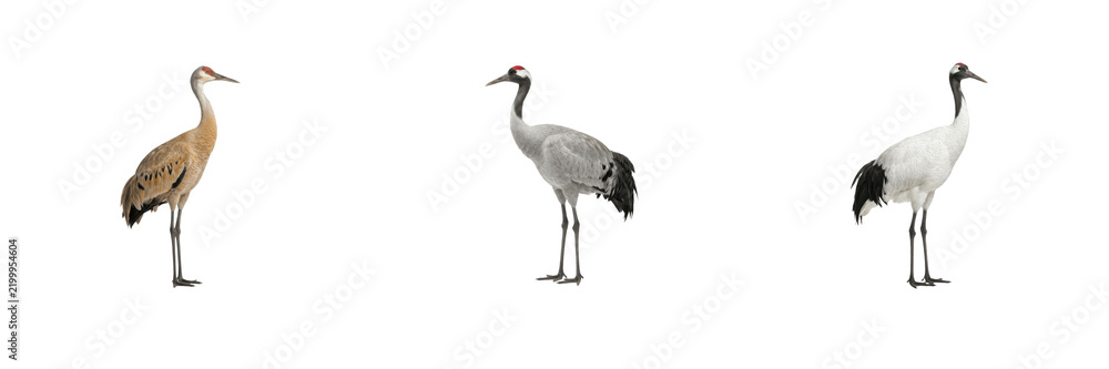 Obraz premium Cute wild cranes collection featuring tall elegant birds with long necks, slender legs, and grey, white, and brown plumage standing on a pure white isolated background for wildlife design projects 