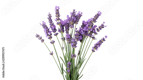 Foto Bunch of fresh purple lavender flowers stems aromatic isolated on transparent background