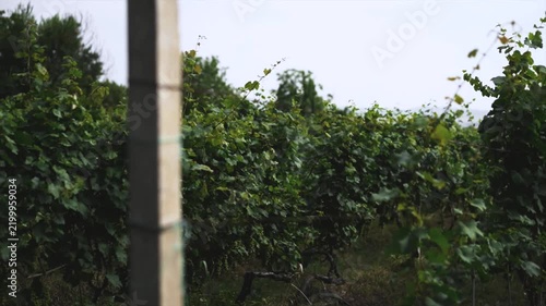Lush green grape vines growing in a rural vineyard