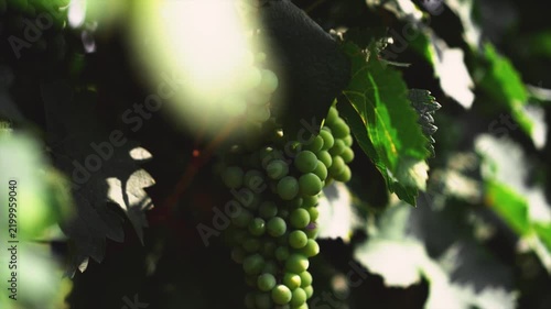 Green grapes ripening on the vine in summer sun