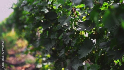 Bunches of green grapes hang from a leafy vine