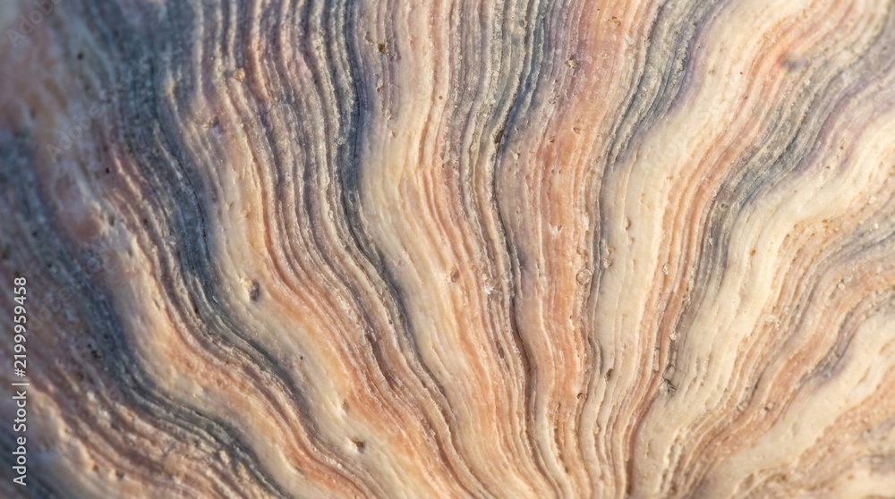 Obraz premium Macro close up of a seashell surface showing organic ridges and textures