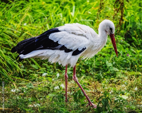 Photograph of a beautiful stork foraging for food.