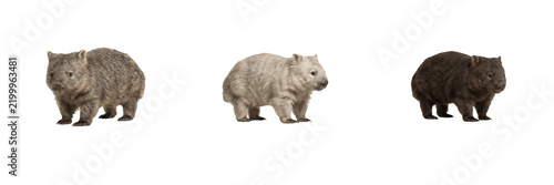 Quadro su tela Cute wild wombats collection featuring stocky Australian marsupials with brown,